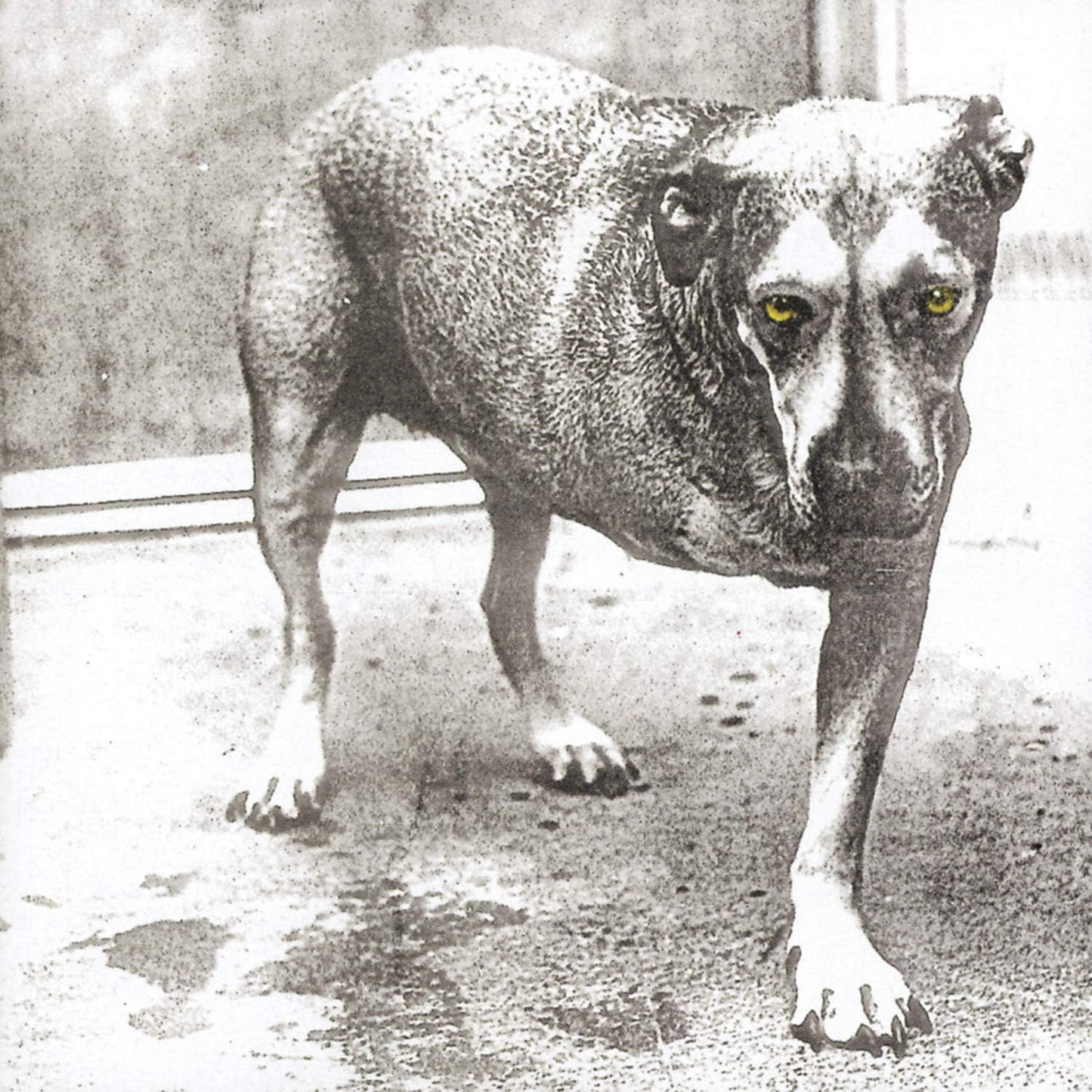 CD - Alice In Chains - Alice In Chains