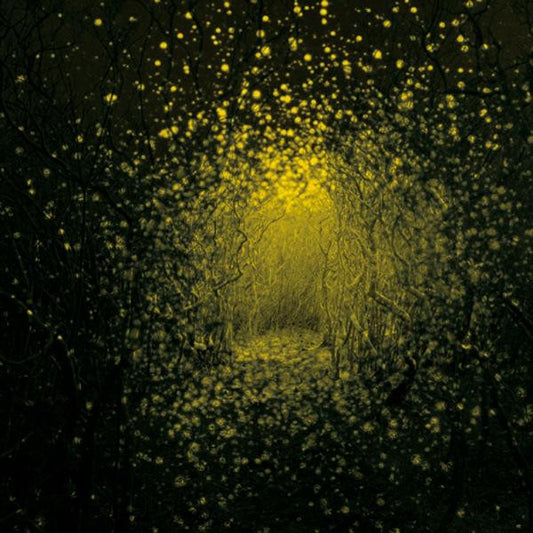 USED CD - The Antlers – Burst Apart