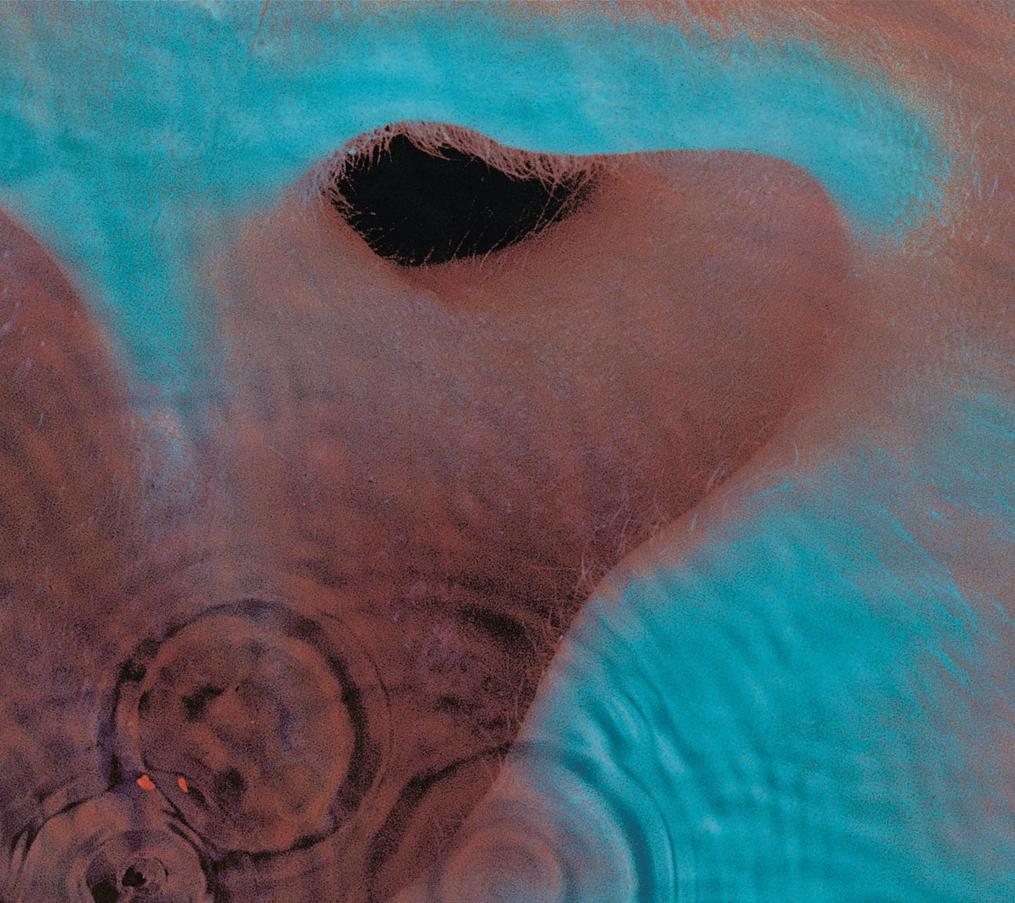 CD - Pink Floyd - Meddle