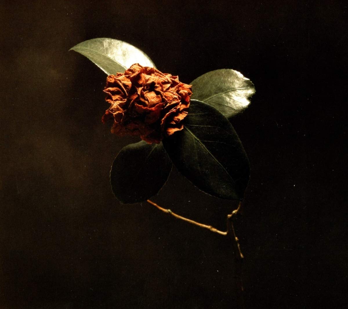St. Paul & The Broken Bones - Young Sick Camellia - CD